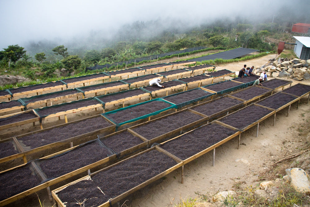 Los Pirineos Natural drying on African Beds African drying beds Finca Los Pirineos El Salvador Direct Trade Fratello