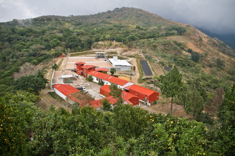 Los Pirineos Finca Los Pirineos El Salvador Direct Trade Fratello