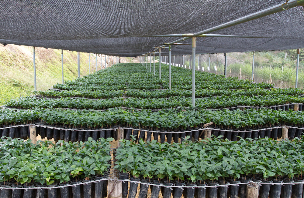 Different Varietals being grown Los Pirineos El Salvador Direct Trade Fratello