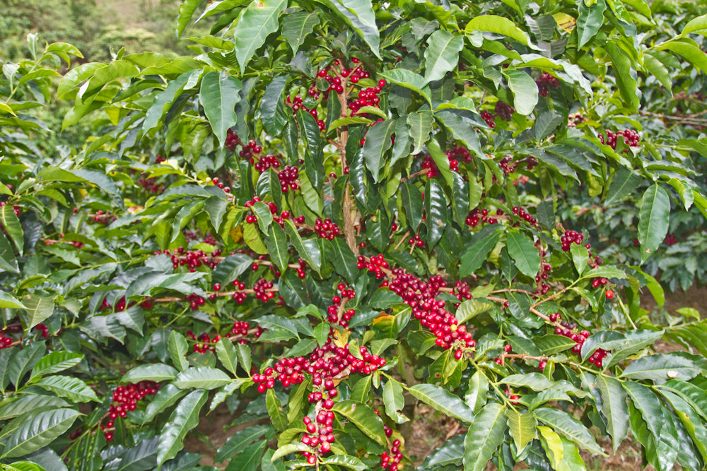 Costa Rica Santa Rosa Direct Trade ripe coffee cherries