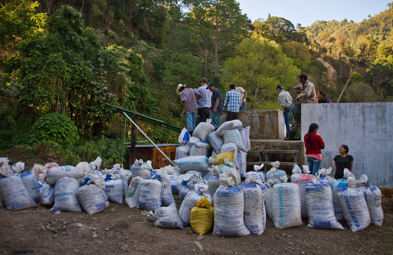 Guatemala Finca El Socorro wet mill