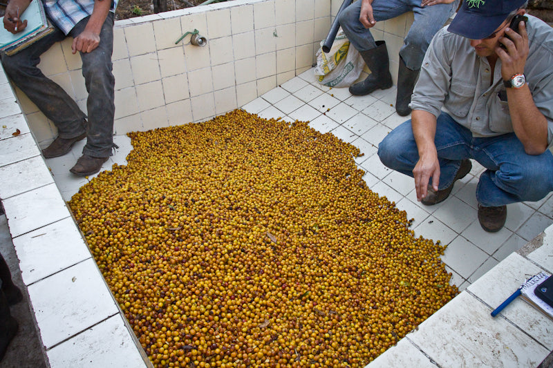 Guatemala Finca El Socorro wet mill Yellow Caturra