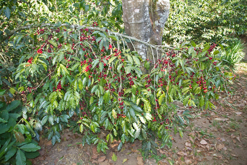El Salvador Malacara B red bourbon cherries