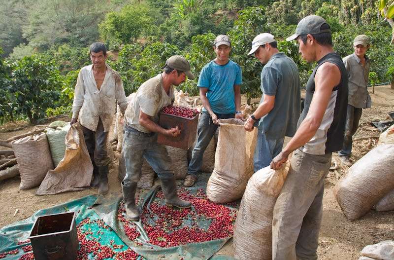 Miguel Rojas harvesters