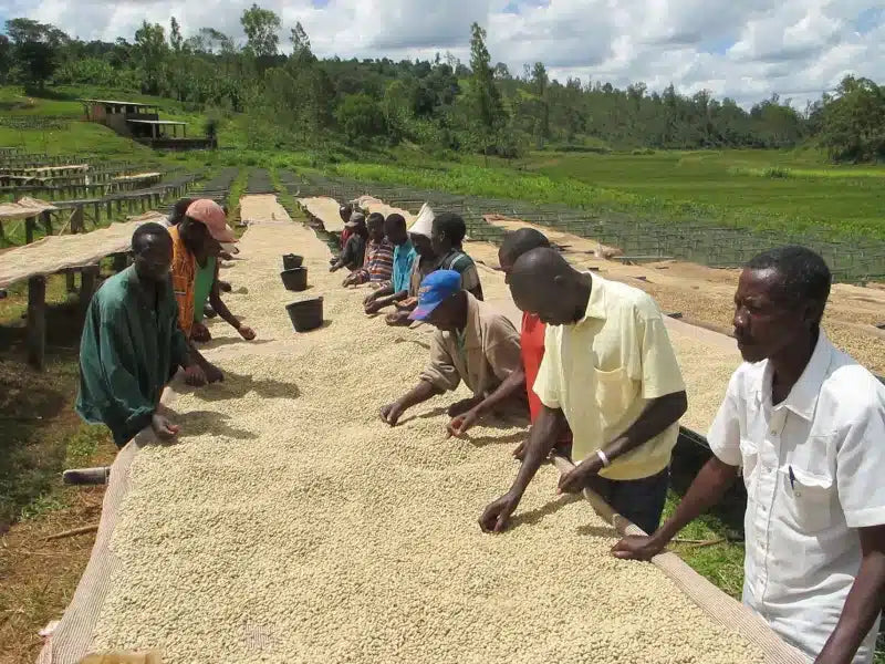 Burundi Coffee