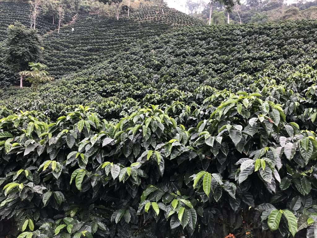 Coffee trees Bolivia