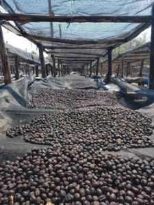 Natural processed coffee