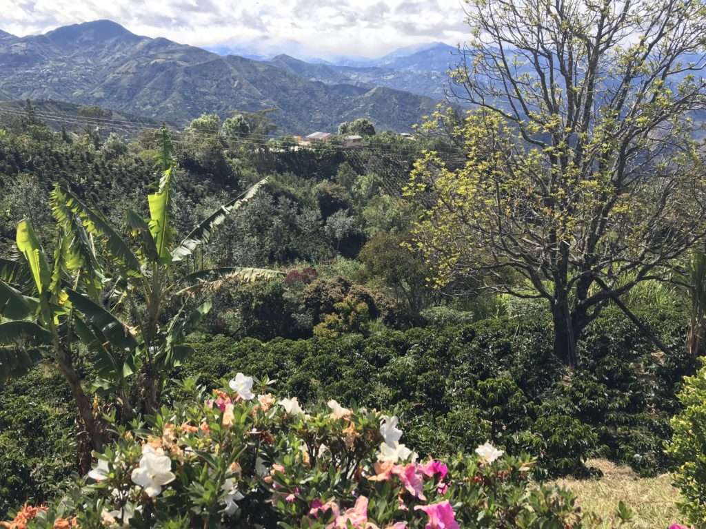 Coffee farms