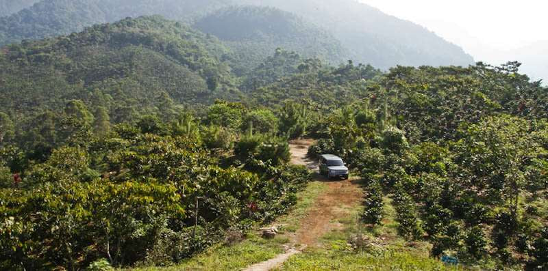 Guatemala mountain view Coffee Farm