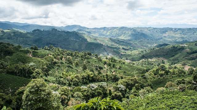 High Altitude coffee farms
