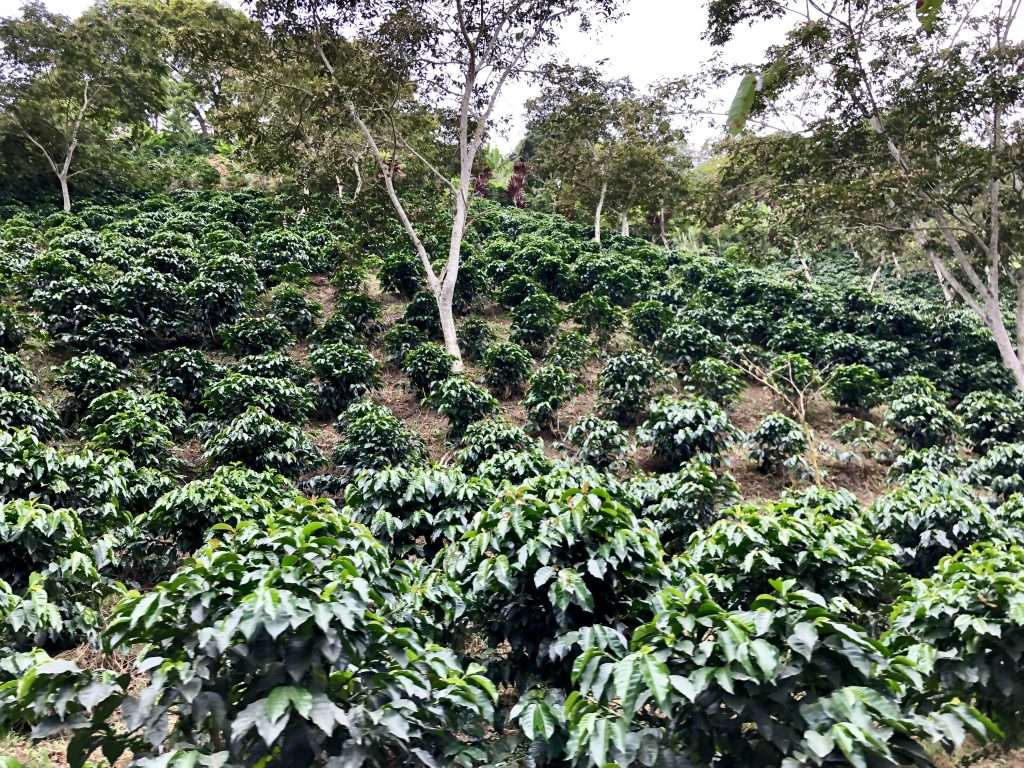 Coffee farm