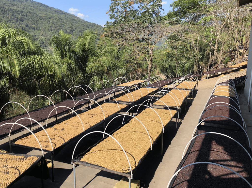 Raised African Drying Beds