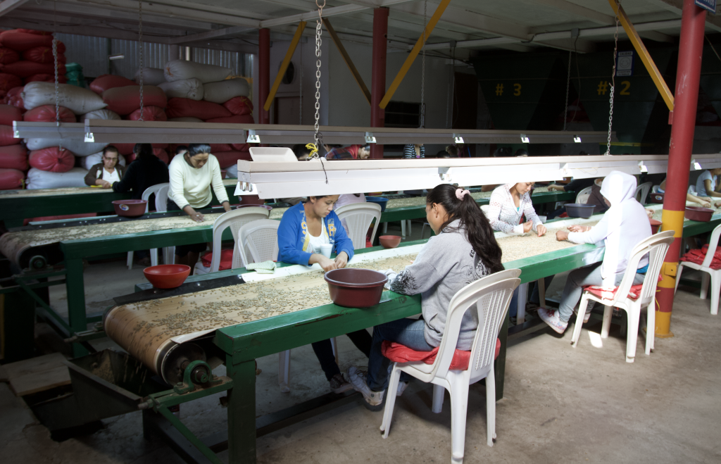 green coffee hand sorting