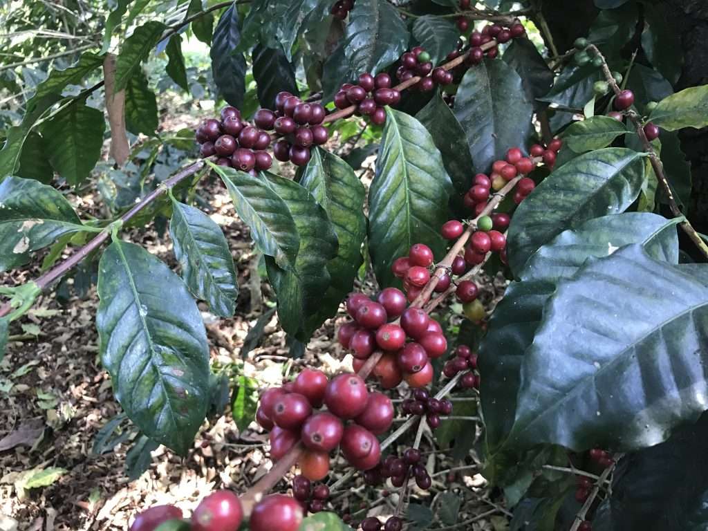 ripe coffee cherries